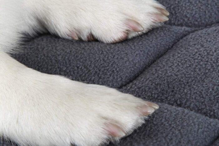 Almohada ortopédica lavable para camas de mascotas - Tamaño de: 22 pulgadas
